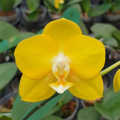 Phalaenopsis Sogo Shito 2.5"