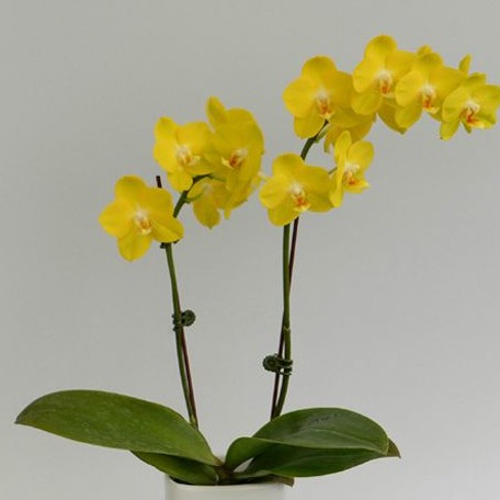 Phalaenopsis Sogo Shito 2.5"