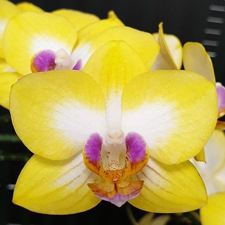 Phalaenopsis Yen Shuai Sweet Girl 'Shiny Girl' 2.5"