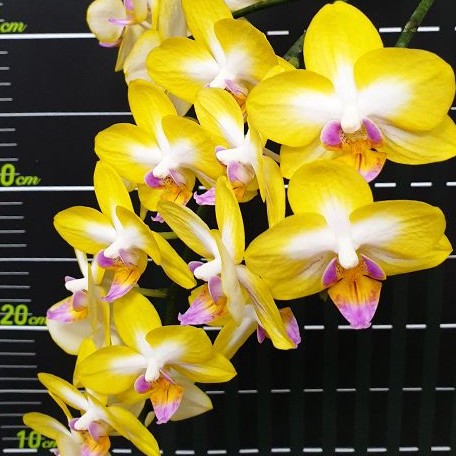 Phalaenopsis Yen Shuai Sweet Girl 'Shiny Girl' 2.5"