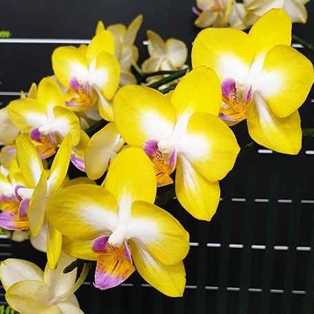 Phalaenopsis Yen Shuai Sweet Girl 'Shiny Girl' 2.5"