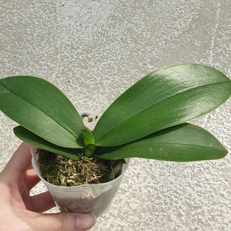 Phalaenopsis Yen Shuai Sweet Girl 'Shiny Girl' 2.5"