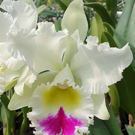 Rhyncholaeliocattleya Liou Hope 'Nan Chyu' 3.5"