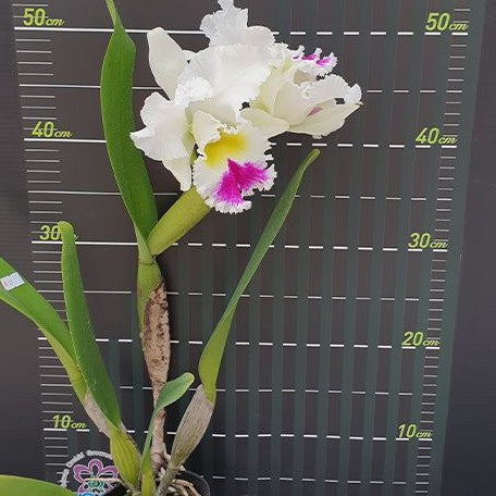 Rhyncholaeliocattleya Liou Hope 'Nan Chyu' 3.5"