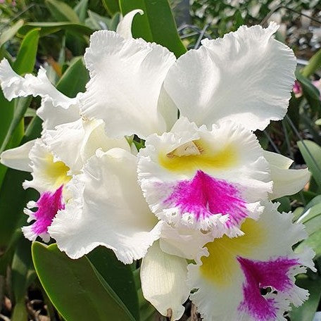 Rhyncholaeliocattleya Liou Hope 'Nan Chyu' 3.5"