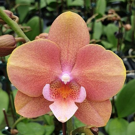 Phalaenopsis Younghome Walle '05102' 2.5"
