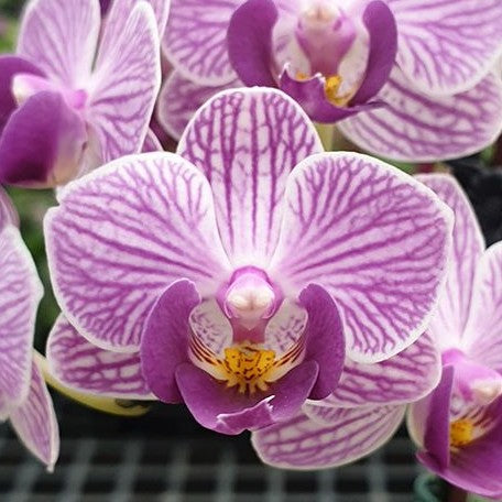 Phalaenopsis Younghome Purple Baby '06101' 2.5"
