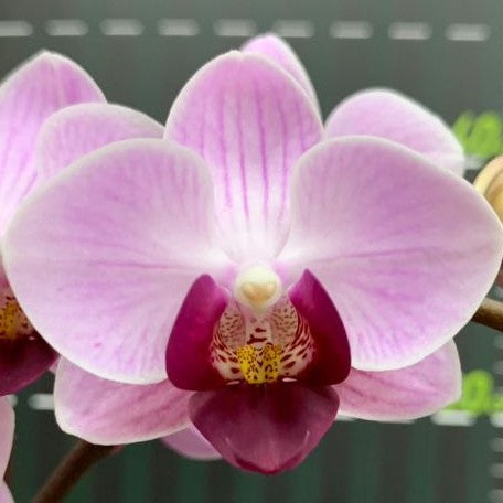 Phalaenopsis Miki Maruko 2.5"