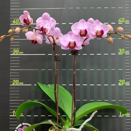 Phalaenopsis Miki Maruko 2.5"