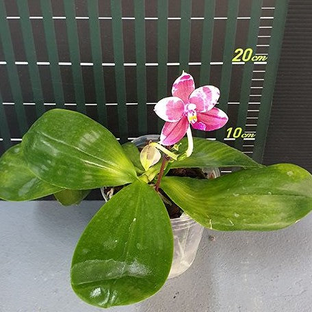 Phalaenopsis KS Redland Spots 2.5"