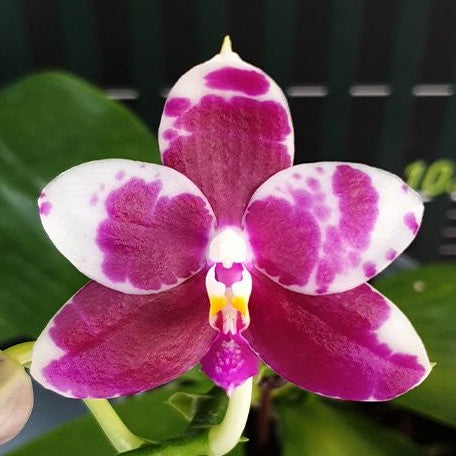 Phalaenopsis KS Redland Spots 2.5"