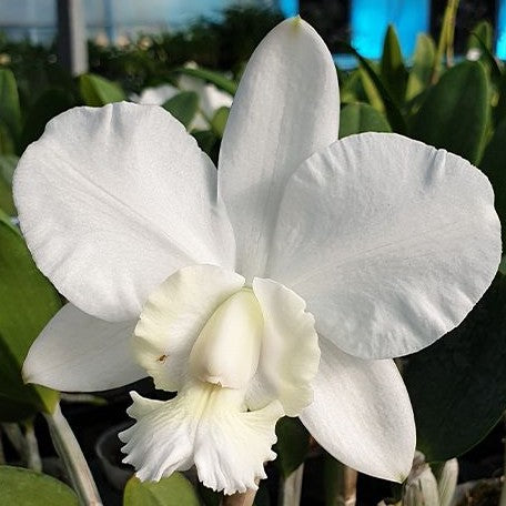 Cattleya dolosa 'Gorgeous' 2.5"