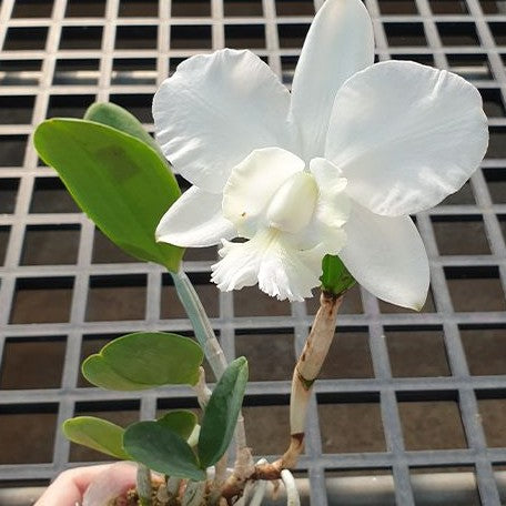 Cattleya dolosa 'Gorgeous' 2.5"