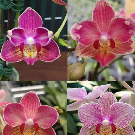 Phalaenopsis Miki Wagashi (peloric) 2.5"