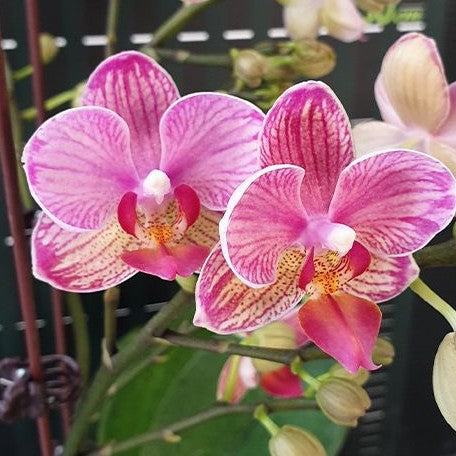 Phalaenopsis Miki Wagashi (peloric) 2.5"