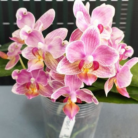 Phalaenopsis Miki Wagashi (peloric) 2.5"