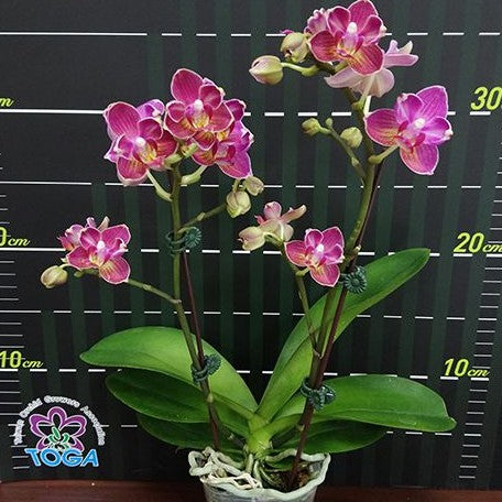 Phalaenopsis Miki Wagashi (peloric) 2.5"