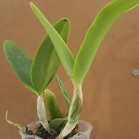 Cattleya dolosa 'Gorgeous' 2.5" Fragrant