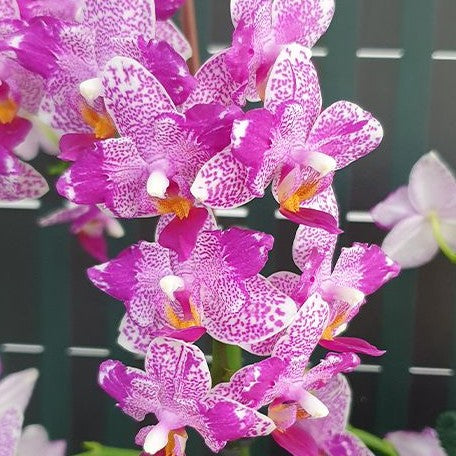 Phalaenopsis Hualien Pink Galaxy '272' (peloric) 2.5"