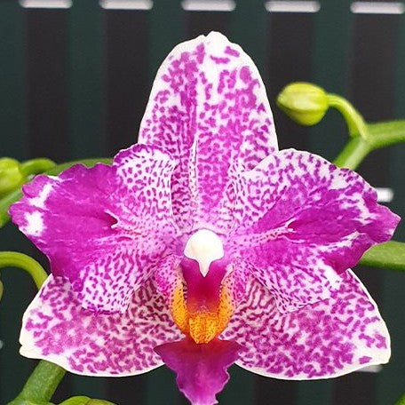 Phalaenopsis Hualien Pink Galaxy '272' (peloric) 2.5"