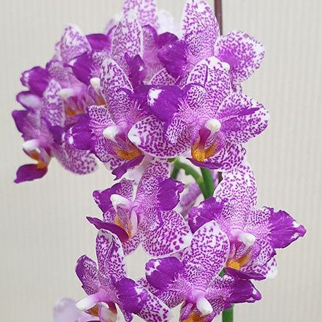 Phalaenopsis Hualien Pink Galaxy '272' (peloric) 2.5"