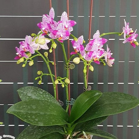 Phalaenopsis Hualien Pink Galaxy '272' (peloric) 2.5"