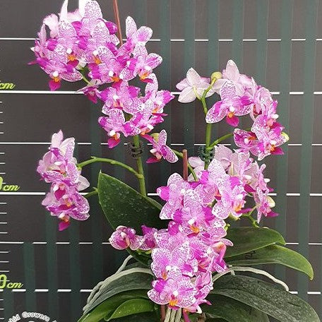 Phalaenopsis Hualien Pink Galaxy '272' (peloric) 2.5"