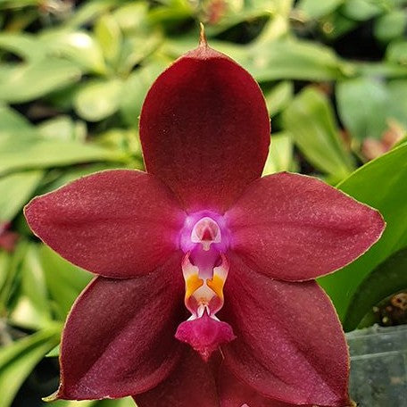 Phalaenopsis LD's Bear King 2.5"