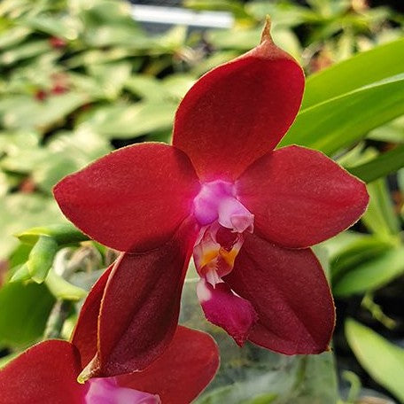 Phalaenopsis LD's Bear King 2.5"