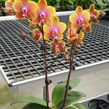 Phalaenopsis Sogo Lawrence 2.5"