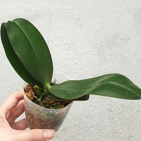 Phalaenopsis Sogo Lawrence 2.5"