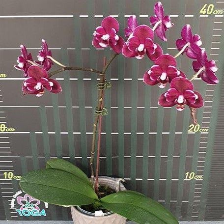 Phalaenopsis I Hsin Black Soot '490' 2.5"