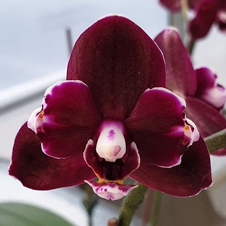 Phalaenopsis I Hsin Black Soot '490' 2.5"