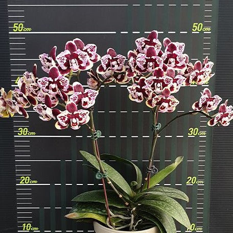 Phalaenopsis Lioulin Sparrow '459' (peloric) 2.5"