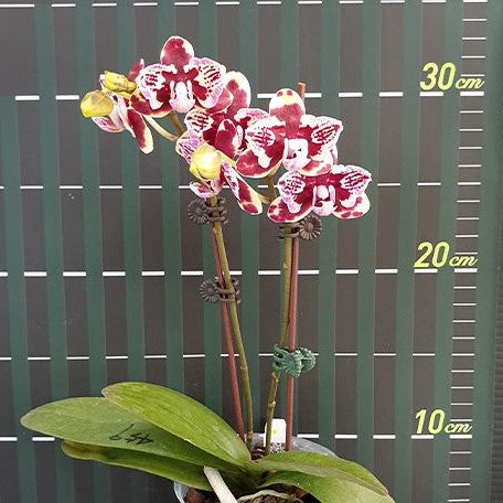 Phalaenopsis Lioulin Sparrow '459' (peloric) 2.5"