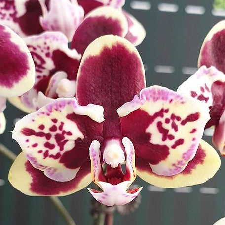 Phalaenopsis Lioulin Sparrow '459' (peloric) 2.5"