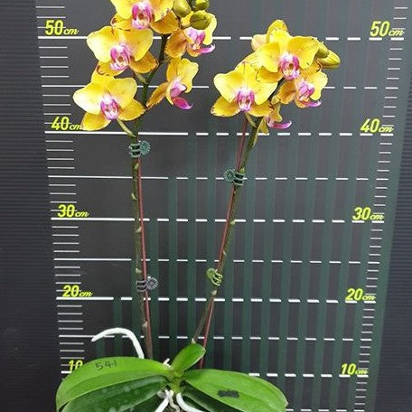 Phalaenopsis Sweet Girl (peloric) 2.5"