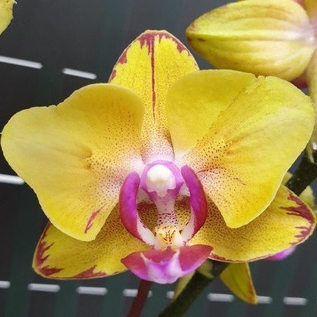 Phalaenopsis Sweet Girl (peloric) 2.5"