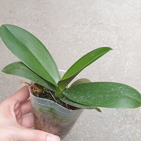 Phalaenopsis Sweet Girl (peloric) 2.5"