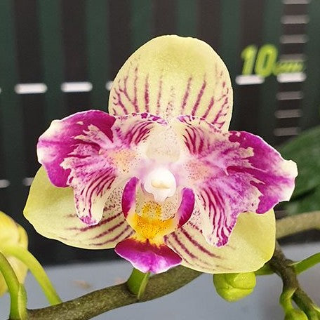 Phalaenopsis Miki Lovely Girl 2.5"