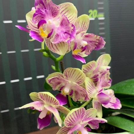 Phalaenopsis Miki Lovely Girl 2.5"