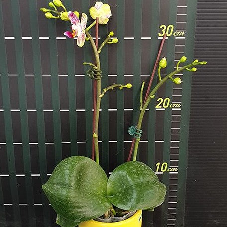 Phalaenopsis Miki Lovely Girl 2.5"
