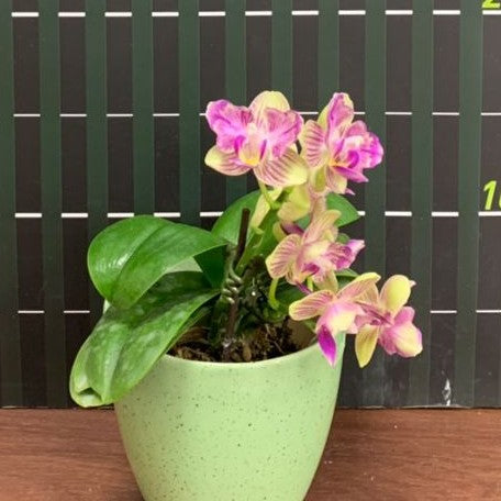 Phalaenopsis Miki Lovely Girl 2.5"