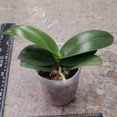 Phalaenopsis Miki Lovely Girl 2.5"