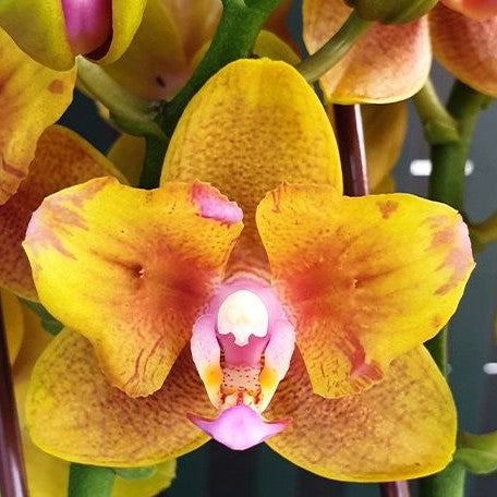 Phalaenopsis Lioulin Orange (peloric 2 eyes) 2.5"