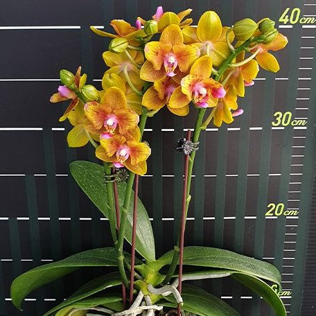 Phalaenopsis Lioulin Orange (peloric 2 eyes) 2.5"