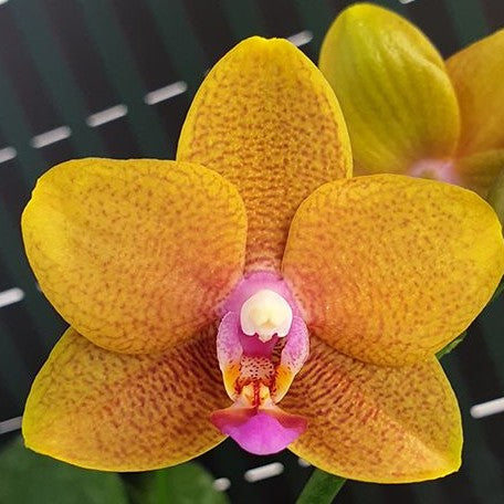 Phalaenopsis Lioulin Orange (peloric 2 eyes) 2.5"