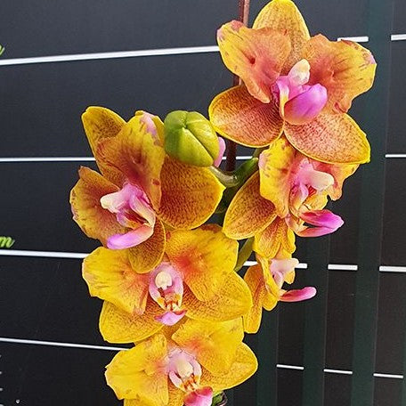 Phalaenopsis Lioulin Orange (peloric 2 eyes) 2.5"