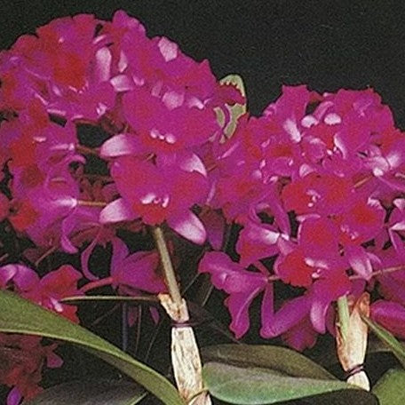 Cattlianthe Tristar Bouquet (2271P:G)