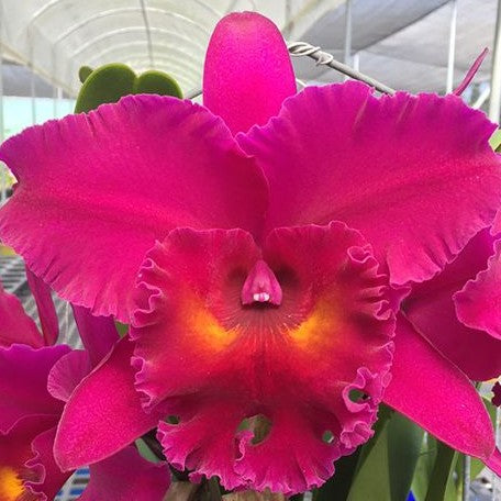 Brassolaeliocattleya Shang Ding Dragon '文欽1號' (3075P:G)